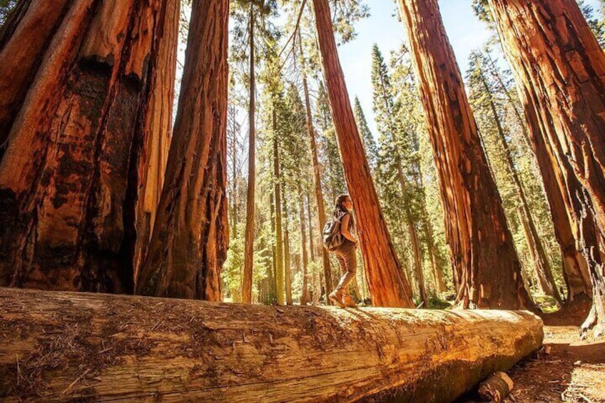 Hiker in Sequoia