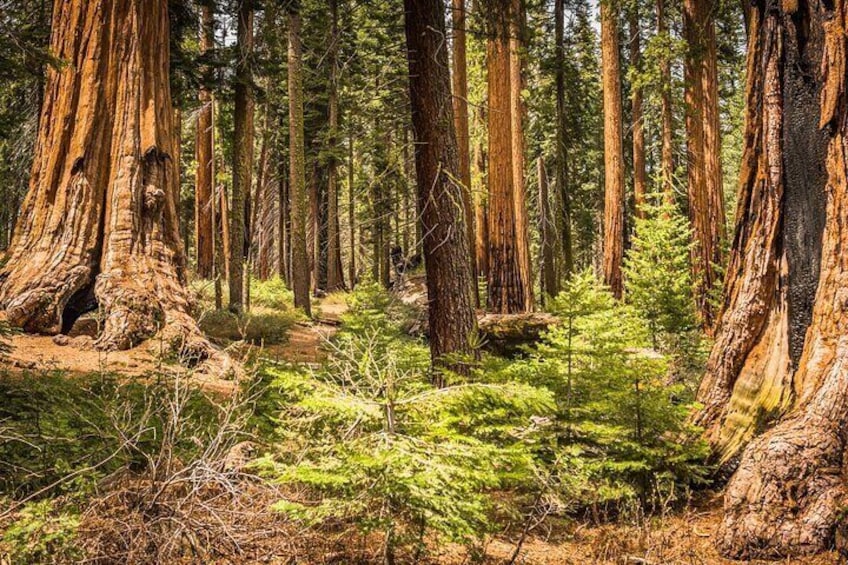 Giant Sequoia