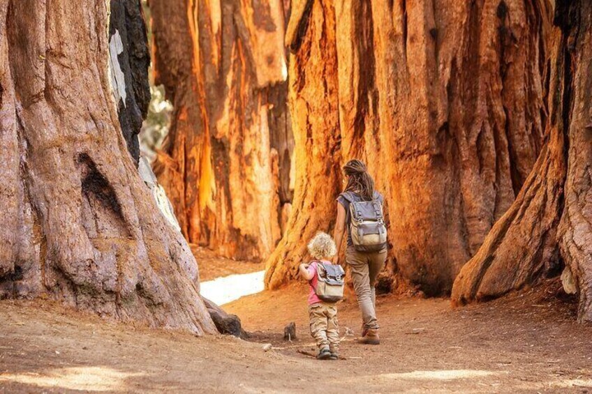 Family at Sequoia National Park