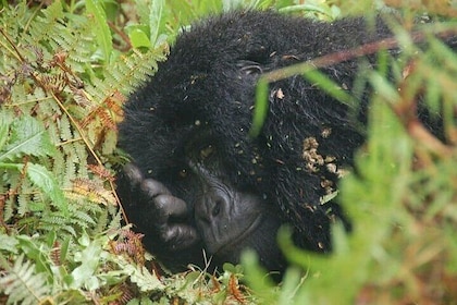 3 Days Gorillas and Golden Monkey Trekking from Kigali