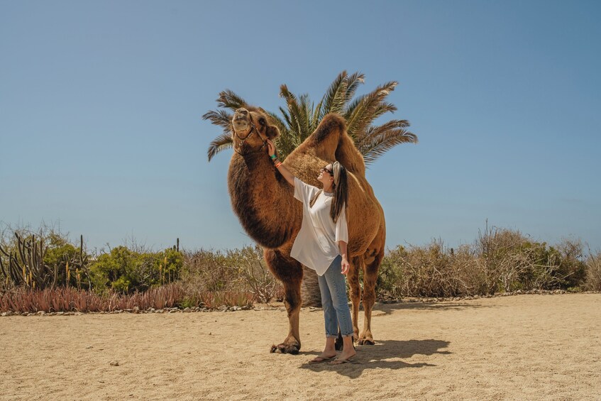 Sunset Camel Safari with Mexican buffet, Tequila and beach bonfire