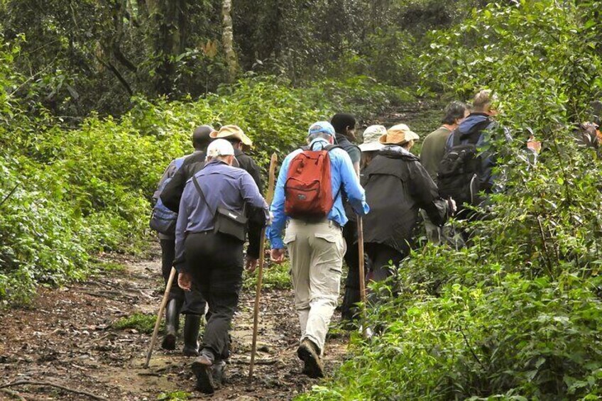 walking to the the gorillas