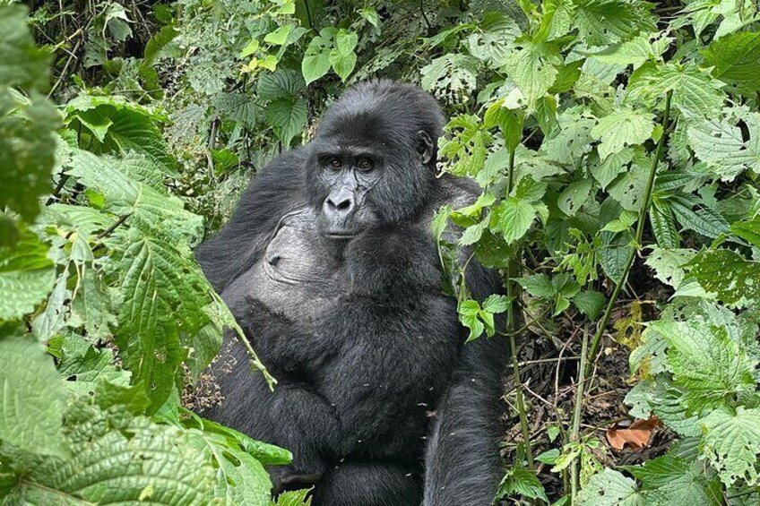 femail Mountain gorilla