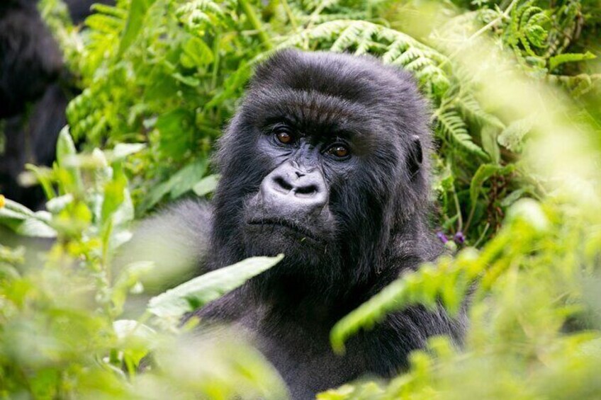 6 Days Rwanda Uganda Gorillas and Wildlife Safari Tour