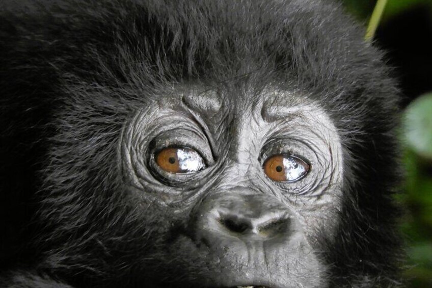 baby mountain gorilla