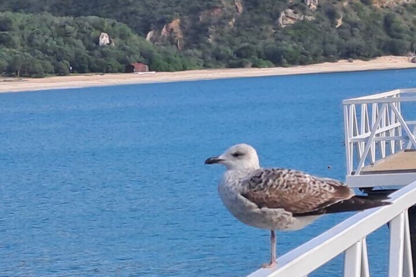 Private Tour of Arrábida and Proof of Moscatel