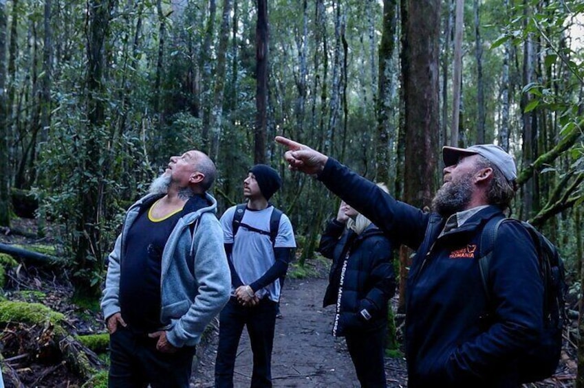 Guided walks - Mt. Field National Park