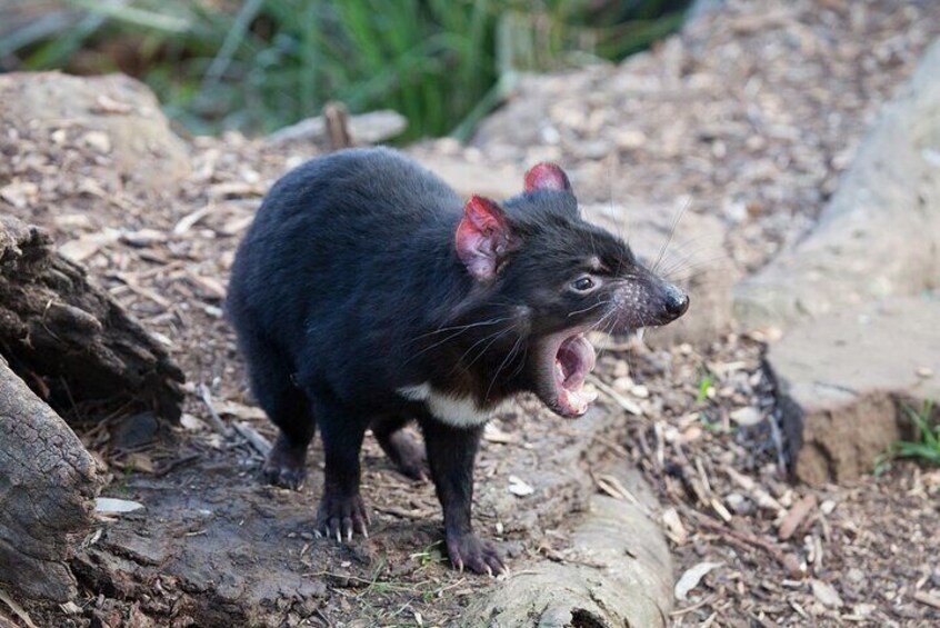Tassie Devils - Bonorong Wildlife Park