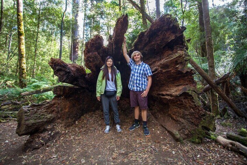 Mt. Field National Park
