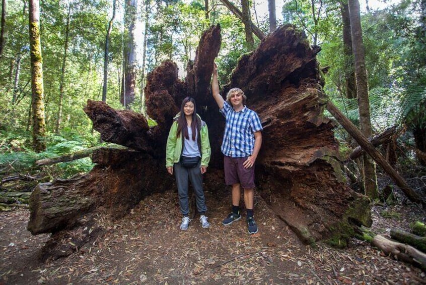 Mt. Field National Park