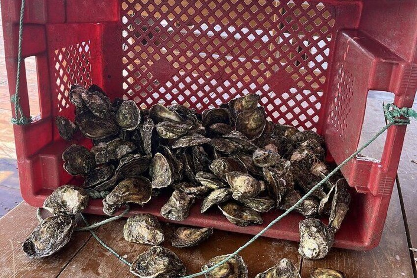 Private Pelješac Wine and Oyster Harvesting Experience by Boat