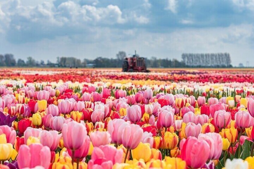 Private Windmills & Keukenhof Gardens and Tulip Fields Tour from Amsterdam