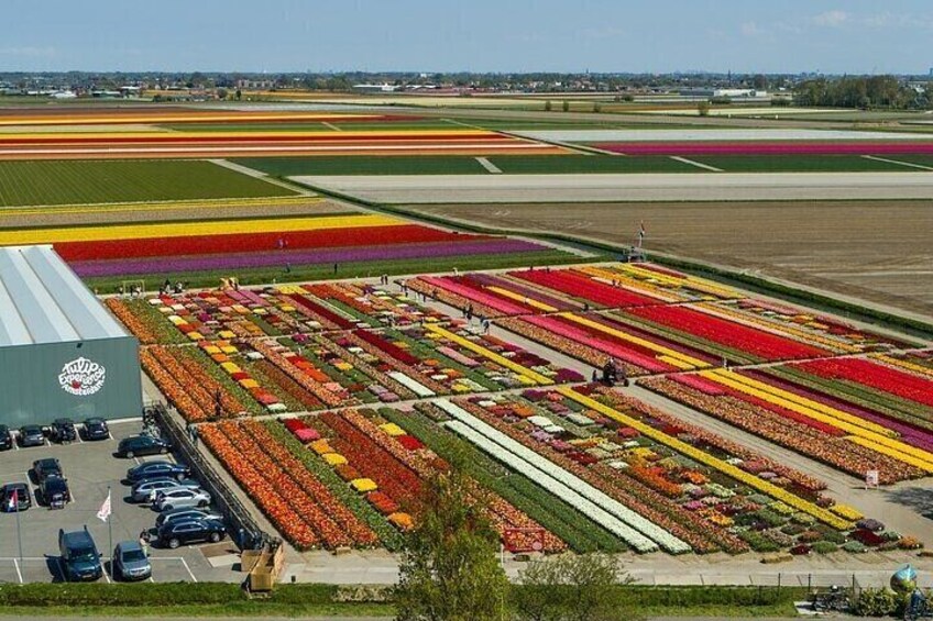 Private Windmills & Keukenhof Gardens and Tulip Fields Tour from Amsterdam