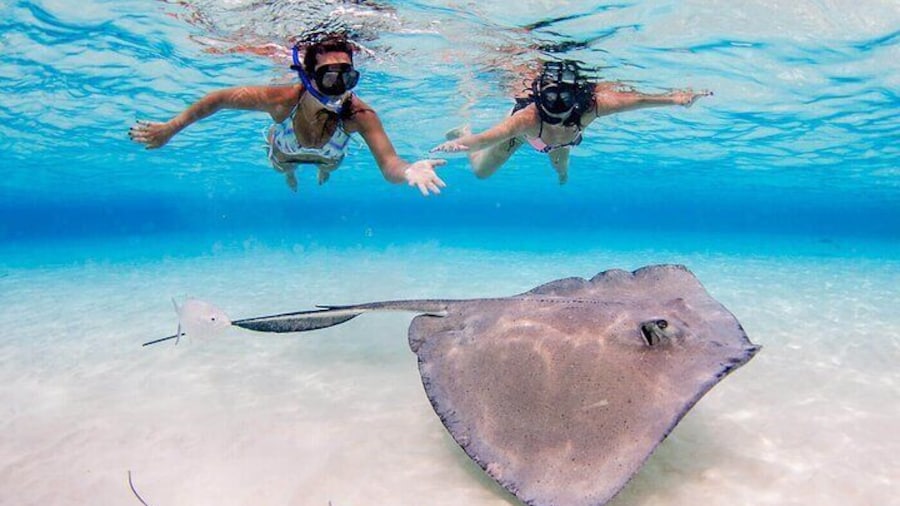 Cayman 3 in 1 Combo Adventure Stingray City Reef Snorkeling