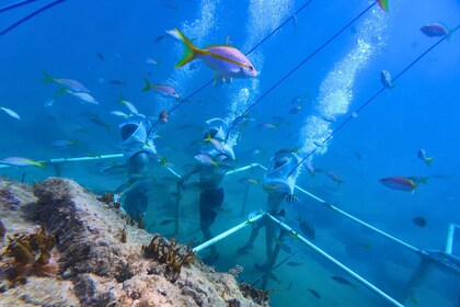 SeaTrek Tour St Maarten