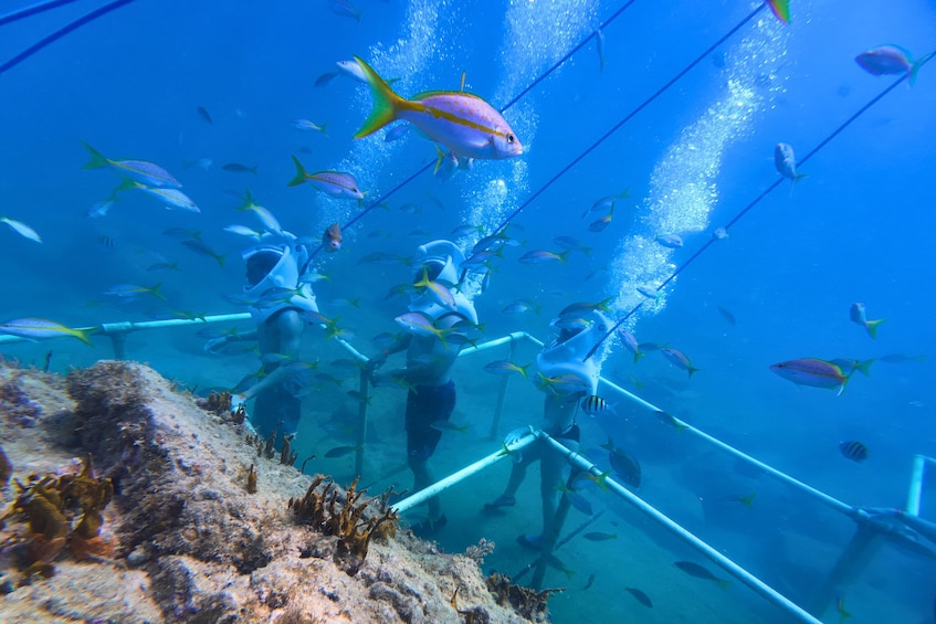 SeaTrek Tour St Maarten