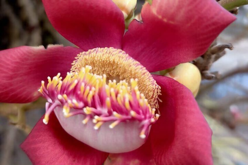 Exotic Cannonball Tree Flower in Southeast Asia