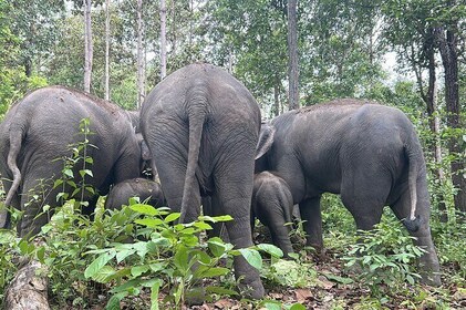 Full Day including Elephant Sanctuary, Waterfall Trek and Sights