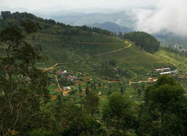 Picture 4 for Activity Ella- 3-Days Trekking in Tea plantation Forest & Waterfalls