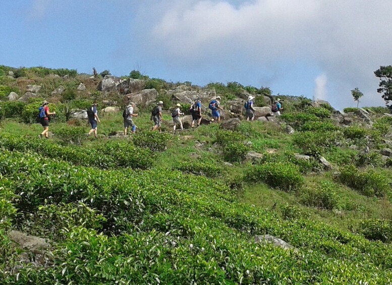 Picture 8 for Activity Ella- 3-Days Trekking in Tea plantation Forest & Waterfalls