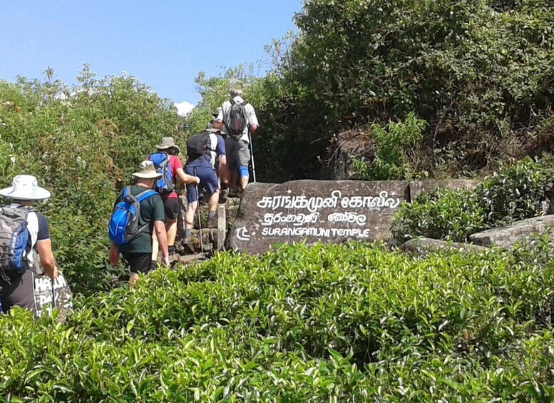 Picture 9 for Activity Ella- 3-Days Trekking in Tea plantation Forest & Waterfalls