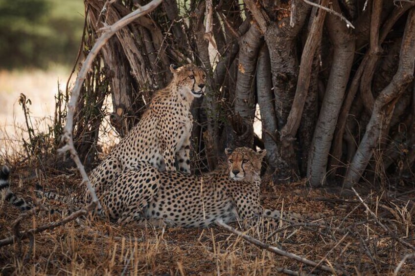 7 Day Safari in Tanzania National Parks