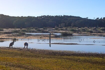 Narawntapu Coastal Walking and Wine Tour Adventure