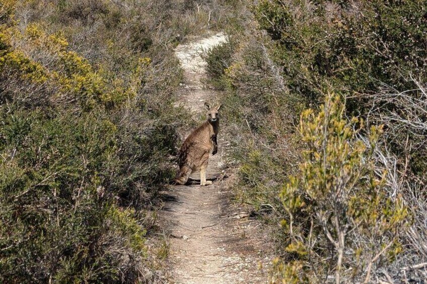 Narawntapu Coastal Walking and Wine Tour Adventure