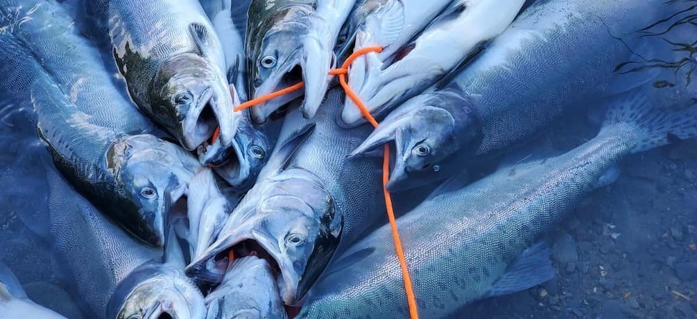 Picture 5 for Activity Anchorage: Full-day guided salmon fishing with Hotel Pickup