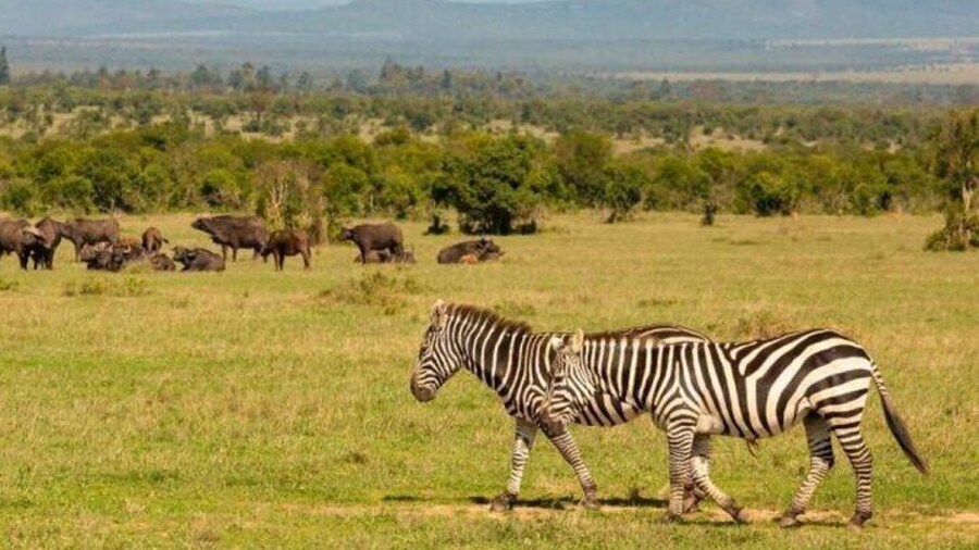 3 Days Safari to Ol Pejeta Conservancy from Nairobi