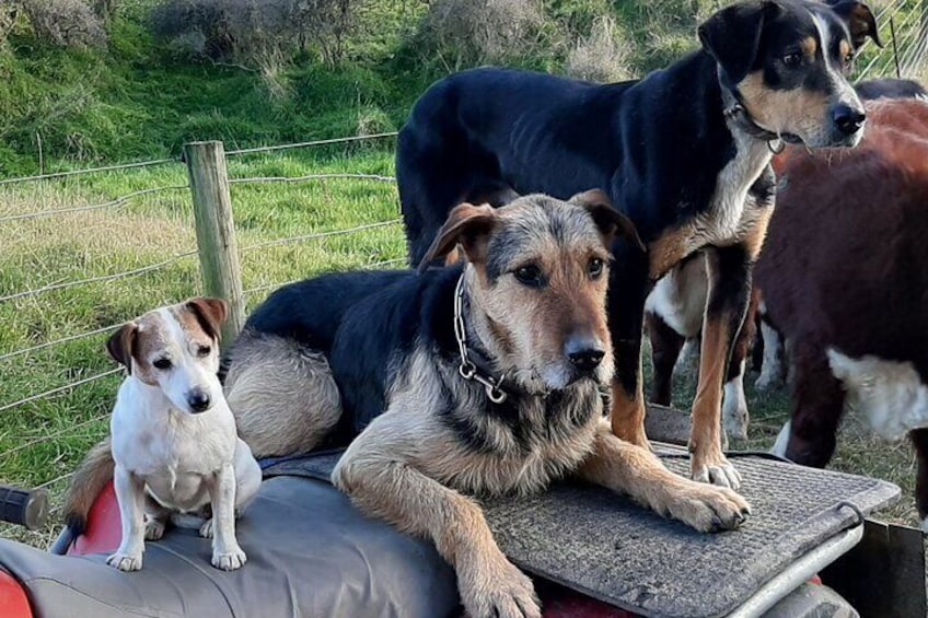 Working farm dogs