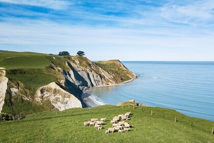 Day Trip to New Zealand Sheep Farm with Lunch and Winery visit.