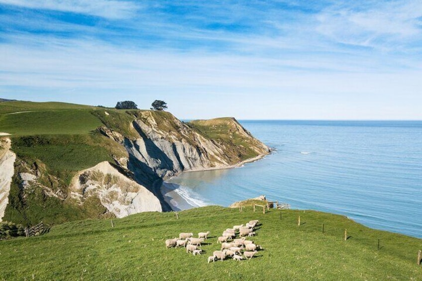 Exclusive access to this coastal sheep farm - what a view