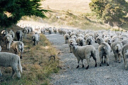 Sheep Farm Day Trip from Christchurch + Lunch and Winery visit.