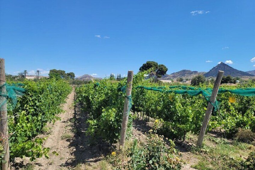 Castle Tour in Province of Alicante and Wine Tasting