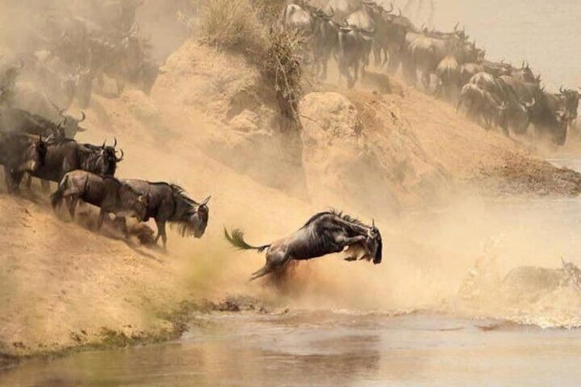 Migration at Masai Mara