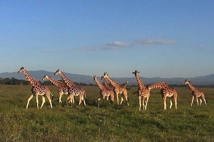 12 days Kenya and Tanzania safari private lodge from Nairobi