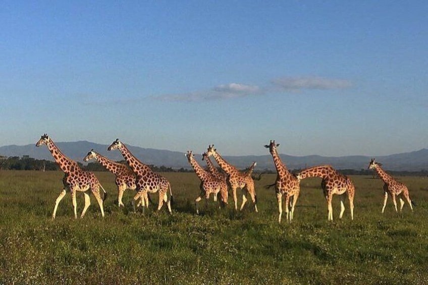 Tower of grace: a herd of giraffes roams