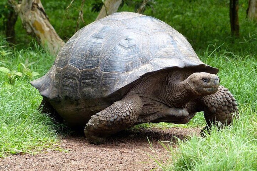 Galapagos Turtels