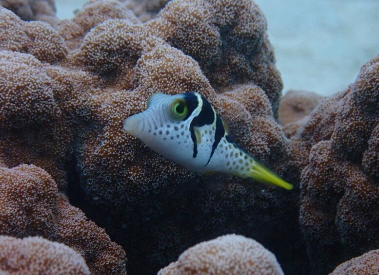 Picture 7 for Activity Port Douglas: Outer Great Barrier Reef Snorkeling Cruise