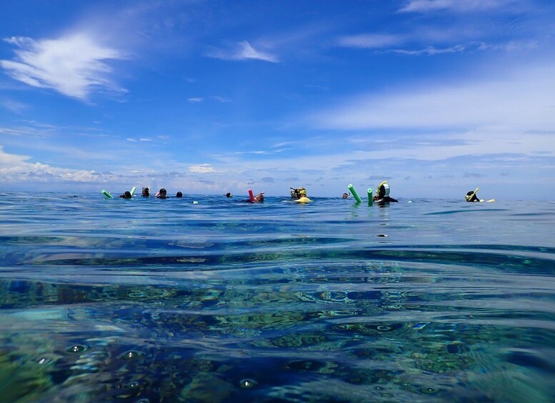 Picture 9 for Activity Port Douglas: Outer Great Barrier Reef Snorkeling Cruise