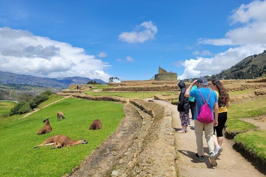 Llamas in ingapirca inca ruins ecuador