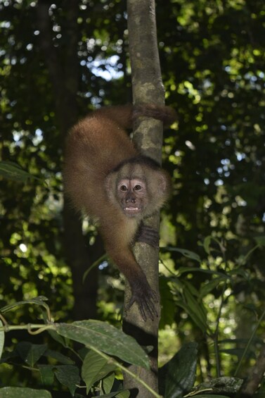 Picture 4 for Activity Canopy walk and monkey island