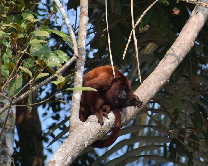 Picture 3 for Activity Canopy walk and monkey island