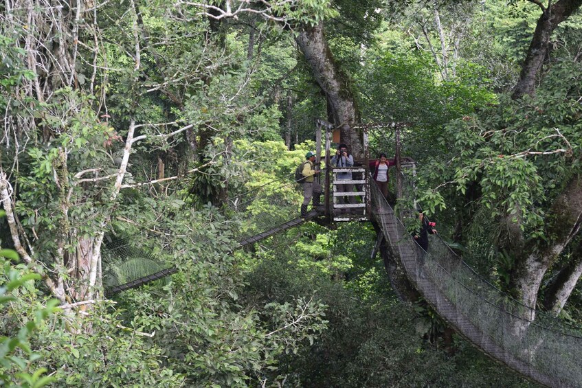 Picture 2 for Activity Canopy walk and monkey island