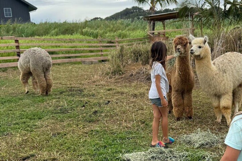 Alpaca Encounter and Tropical Fruit Tasting on the Road to Hana
