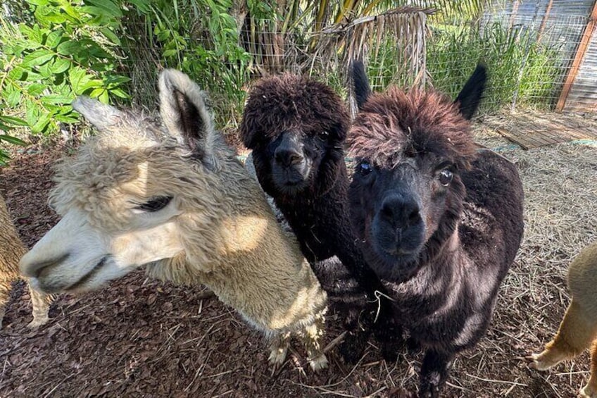 Alpaca Farm Experience on the Road to Hana