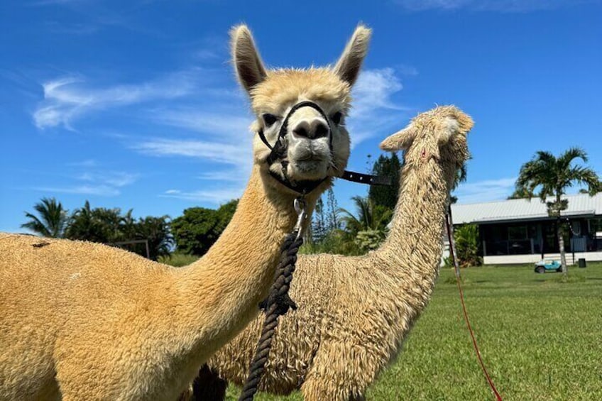 Alpaca Encounter and Tropical Fruit Tasting on the Road to Hana