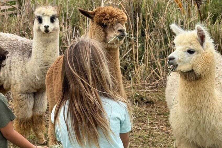 Alpaca Encounter and Tropical Fruit Tasting on the Road to Hana