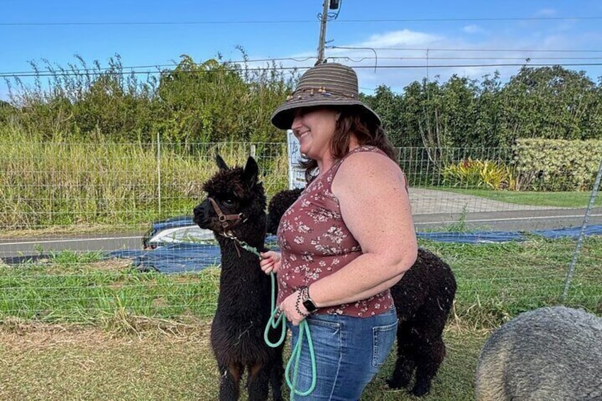 Alpaca Farm Experience on the Road to Hana